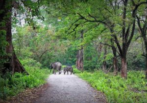 Royal Manas National Park