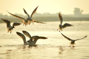 Wildlife in Gujarat