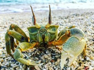 Wildlife in Maldives