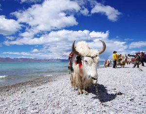 Yak Safari in North East India