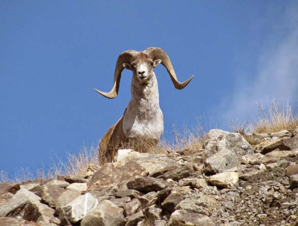 Wildlife in Leh Ladakh, Wildlife Sanctuary, National Park - Swan Tours