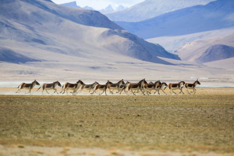 Wildlife in Leh Ladakh - Swan Tours - Travel Experiences, Popular ...