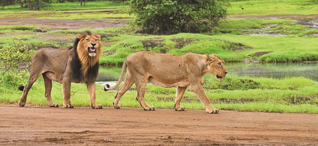 Gir National Park