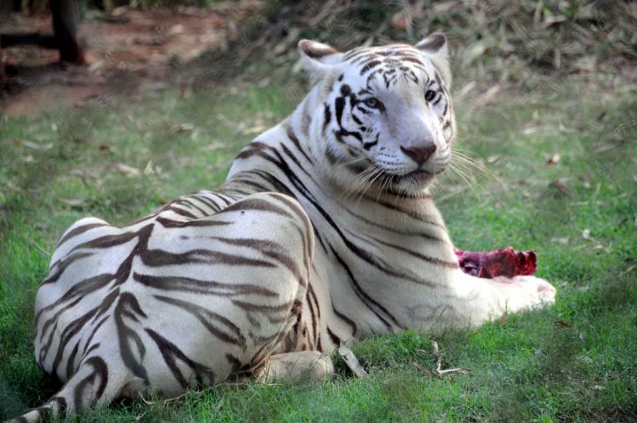 Nagaland Zoological Park, Dimapur