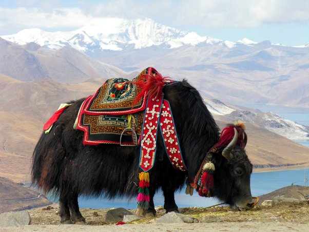 Yak Ride, Sikkim 