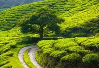 Coorg Holiday Packages