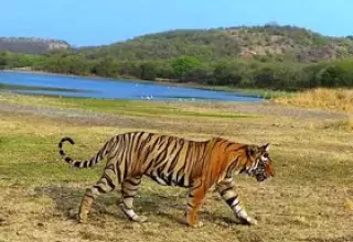 Golden Triangle Tour Package with Ranthambore